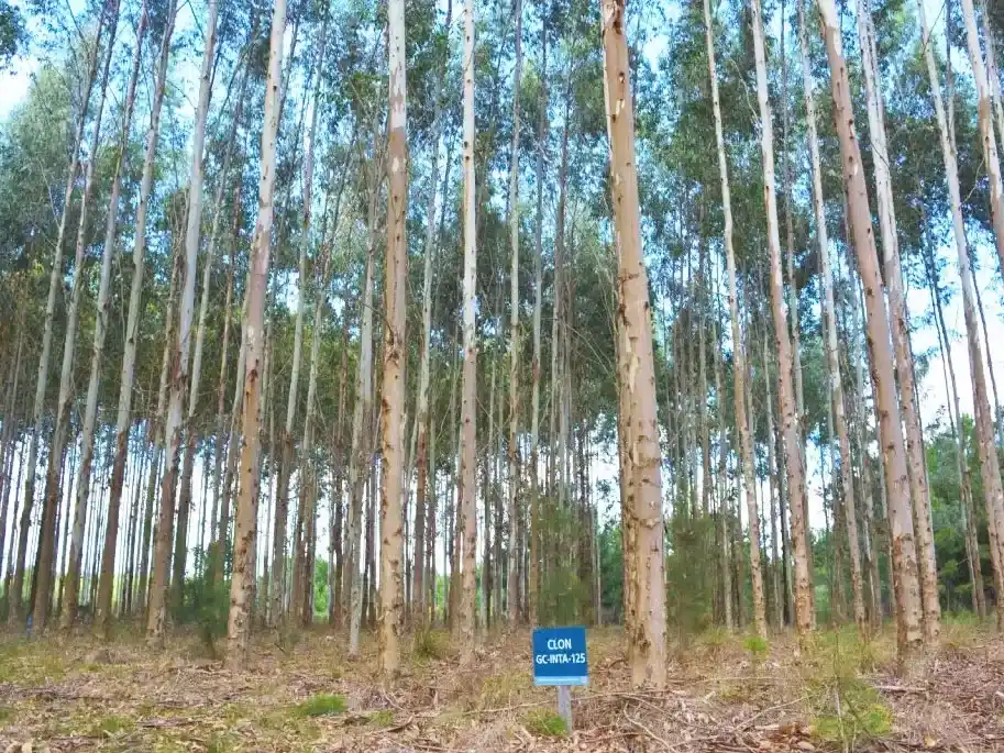 Desde el 24 de junio censarán la cadena forestal entrerriana