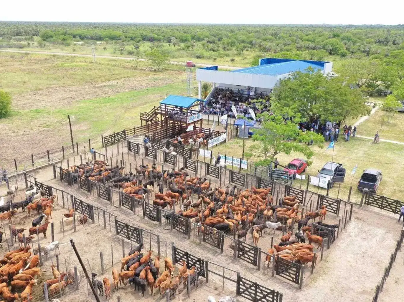 Laguna Blanca: más de 1000 cabezas de 
ganado de 59 productores salieron a la venta