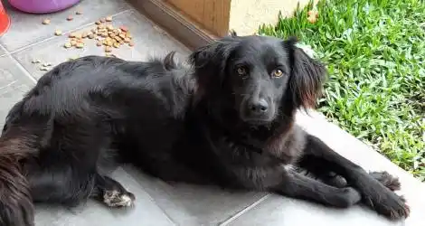 Soy Simona y busco familia para adoptar