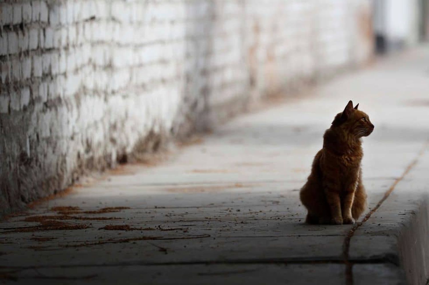 Gatos eran los de antes