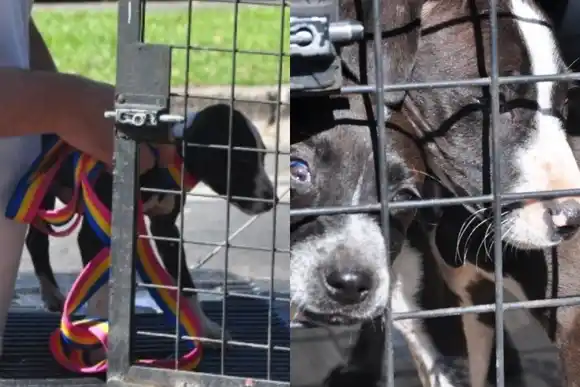 Rescataron a dos cachorros abandonados en la terraza de un Fonavi de zona sur