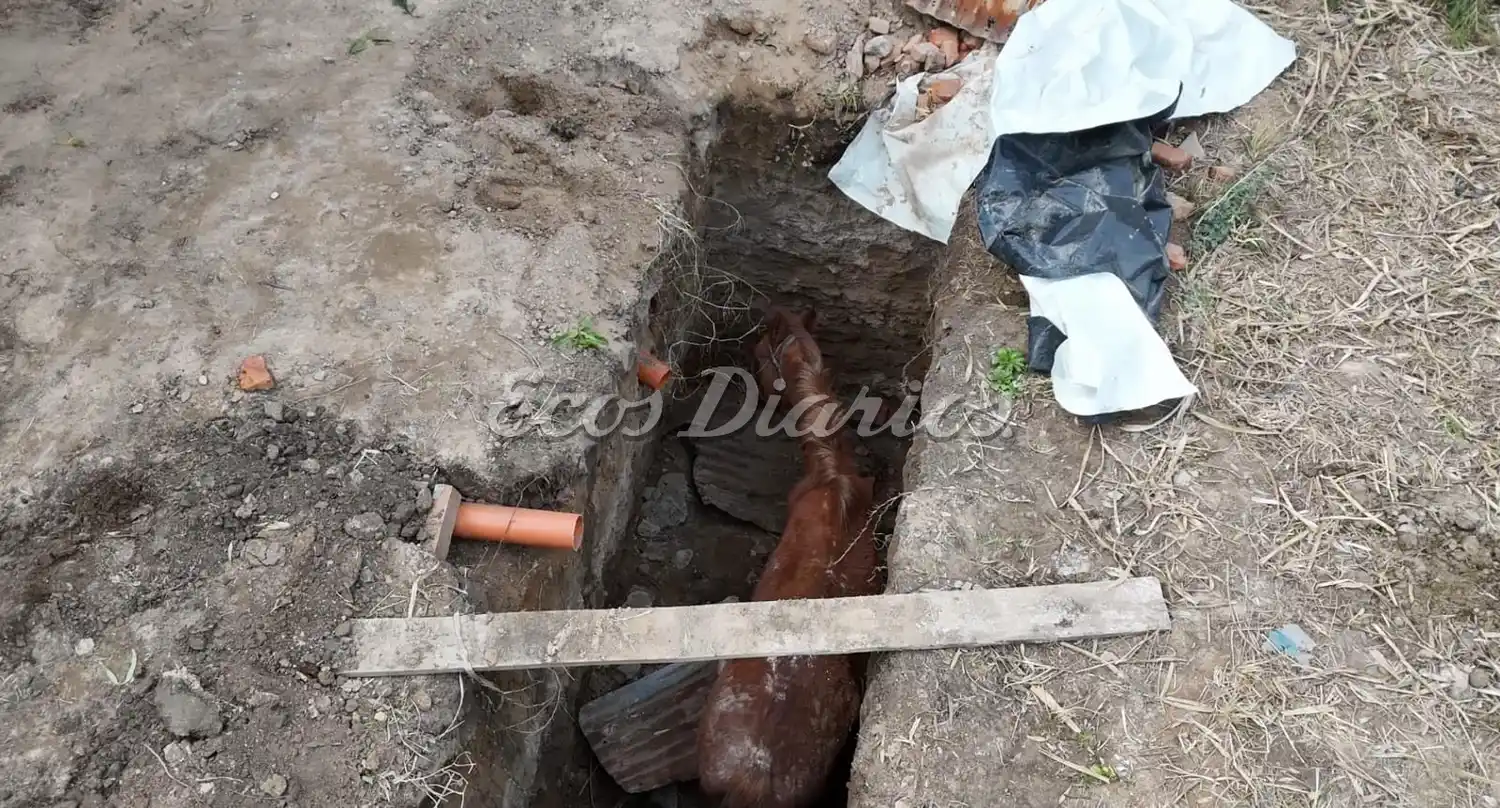 yegua preñada rescate