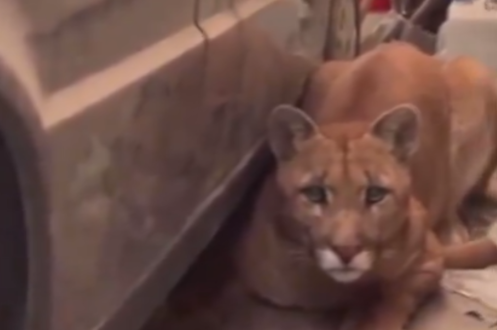 Se estimó que el animal pesaba unos 80 kilos.