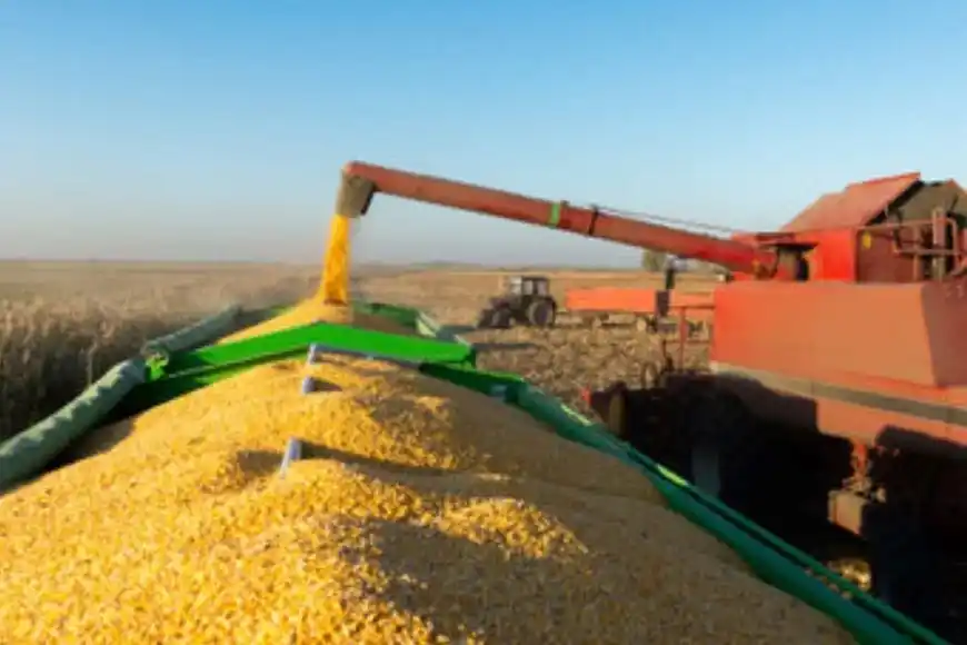 En Santa Fe, el maíz se mantiene con altas expectativas.