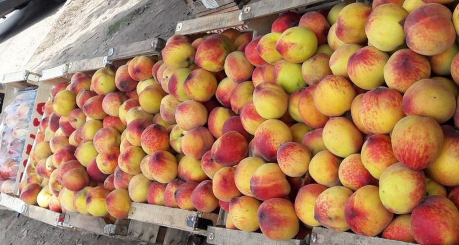 Paritarias: Uatre y Caproem acordaron aumento del 24 % para la cosecha de duraznos