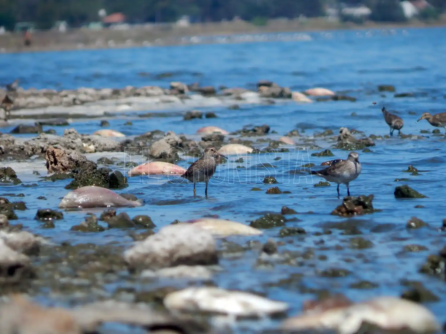Mortandad de peces en la laguna de Chascomús por sequía y bajante