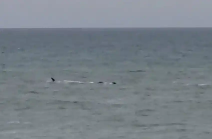Una ballena paseó cerca de la costa de Chapadmalal