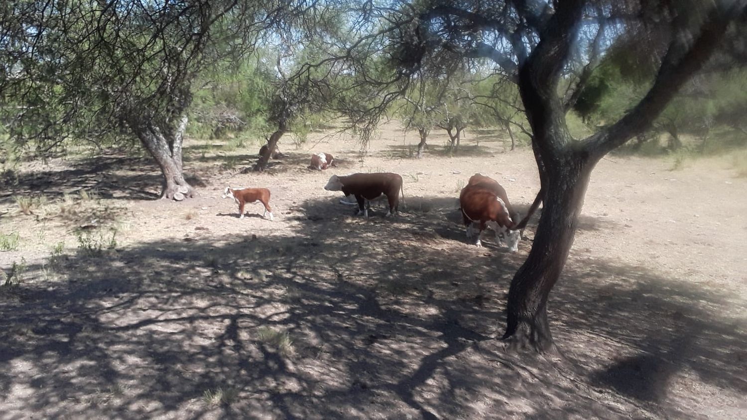 La impresionante sequía causa estragos en toda la provincia y afecta las producciones