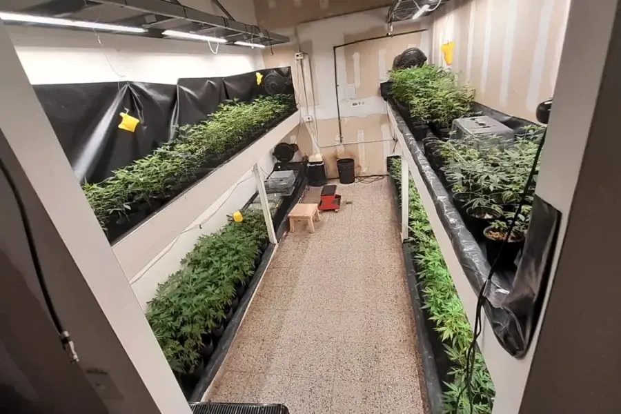 Desmantelaron un sofisticado invernadero de marihuana en Rosario: tenía casi 300 metros cuadrados y tecnología de punta