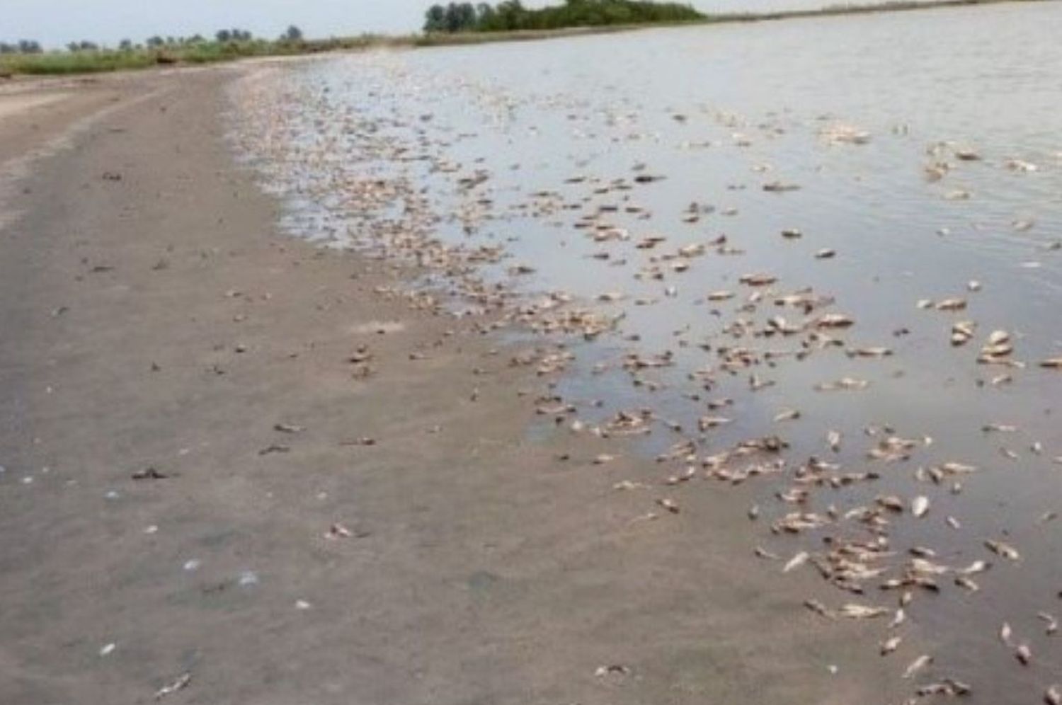 Alarmante situación en el sur de Santa Fe: cuáles son las causas de la mortandad de peces