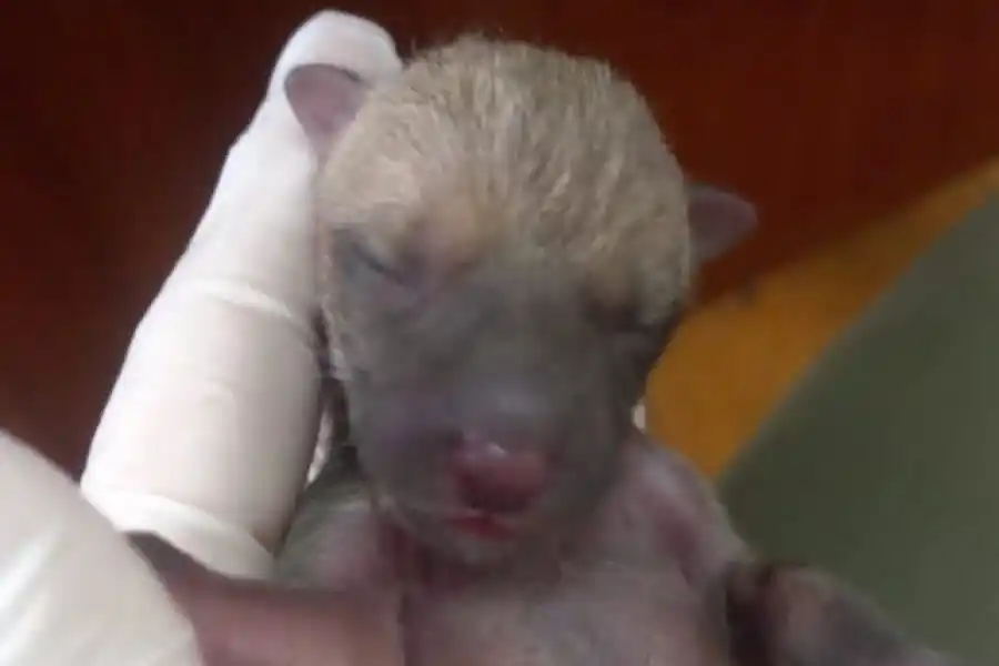 Rescataron dos zorros bebés que se encontraban en un desagüe