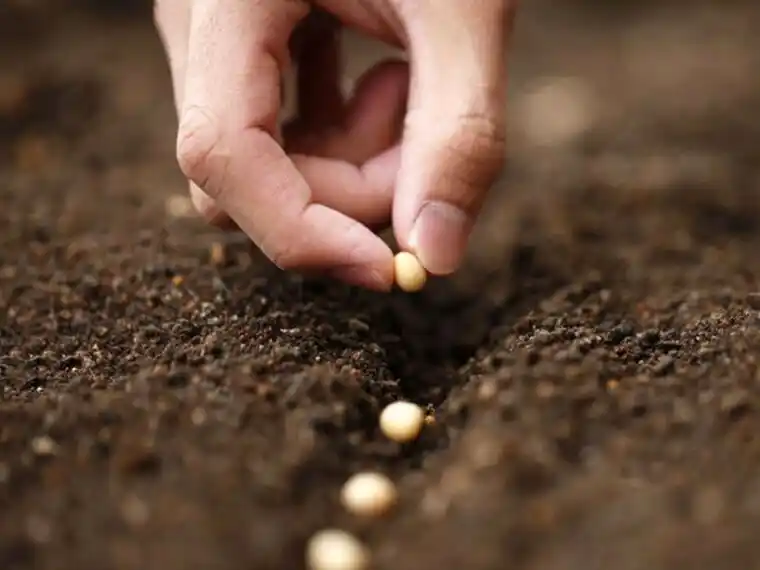 Semilleros destacan el crecimiento de Sembrá Evolución en soja y buscan consolidarlo en trigo