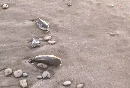 Decenas de peces muertos en la costa de Quequén