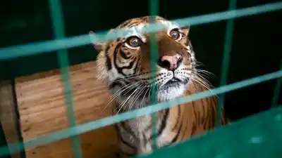 El viaje de Gordo, Florencia y Flora: los primeros tres animales del ex zoo de Luján que serán trasladados a santuarios