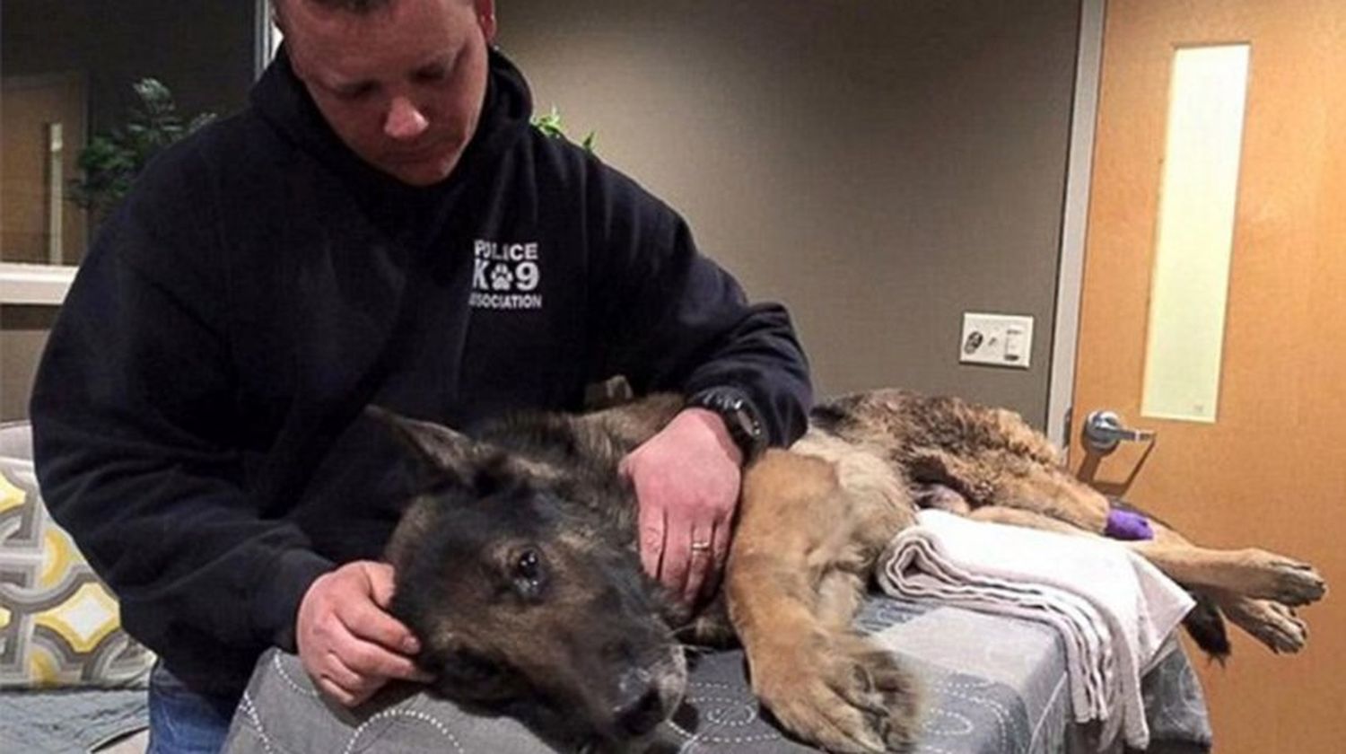 Por matar a un perro, deberá estar 45 años preso