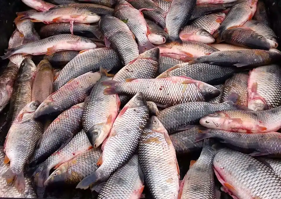 Decomisaron más de 100 piezas de pescado por estar fuera de la medida permitida