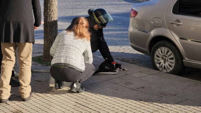 gatita dadia encontrada en el centro - 5