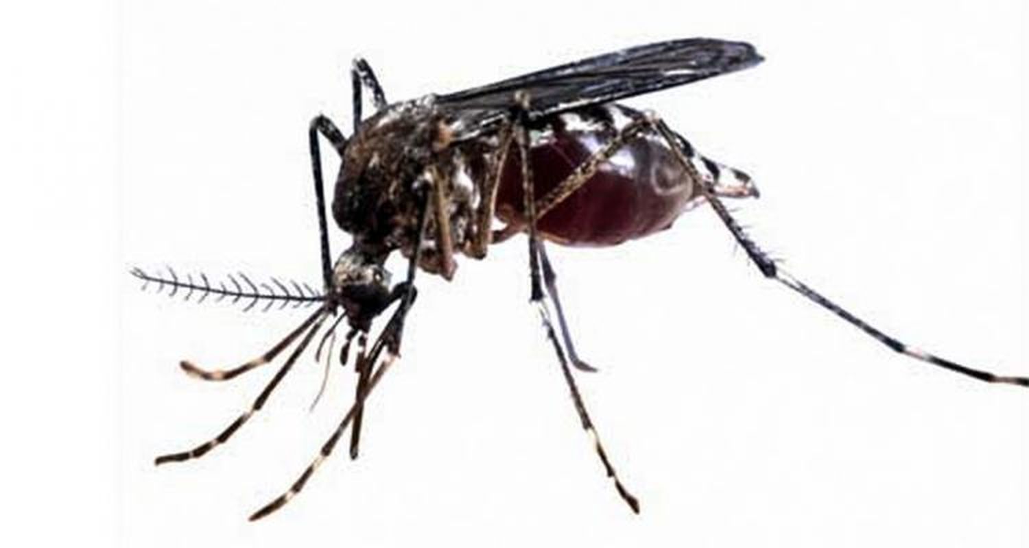 Fumigaciones y tarea preventiva