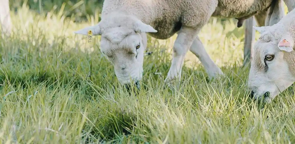 La oveja se suma al combate de las malezas