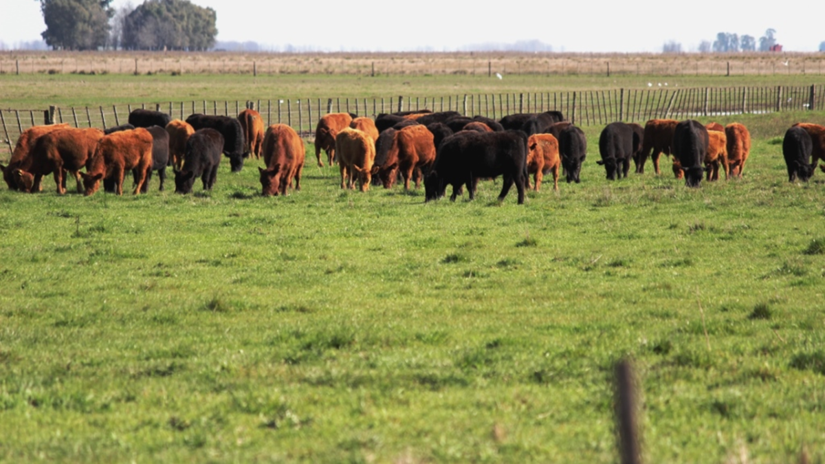 Farer argumentó que la escasez de oferta y la devaluación aumentaron los precios de los animales