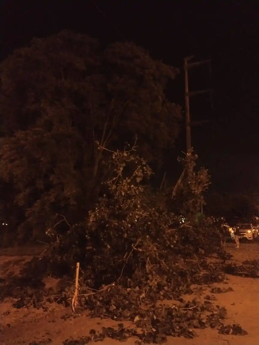 La caída de un árbol provocó un corte  de luz en Concordia 