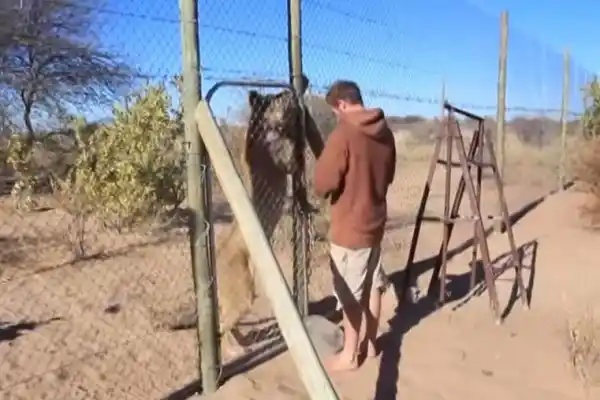 Mirá la increíble reacción de un león cuando un hombre lo libera de su jaula