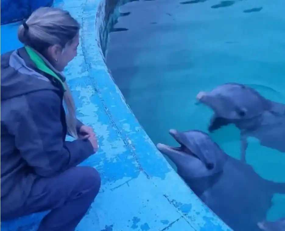 La situación de los delfines del ex Aquarium de Mar del Plata llegó al Concejo Deliberante con dos pedidos de informes