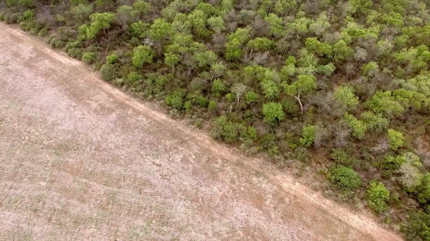 Europa aplaza un año la norma sobre productos libres de deforestación