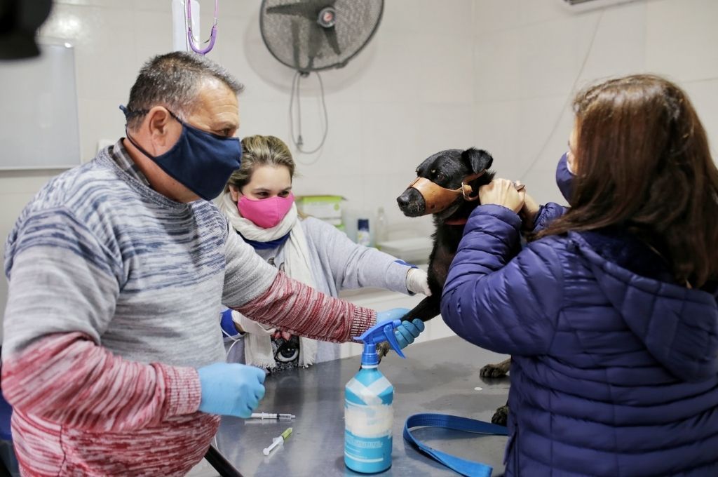 La Municipalidad continúa con la campaña de castración de animales