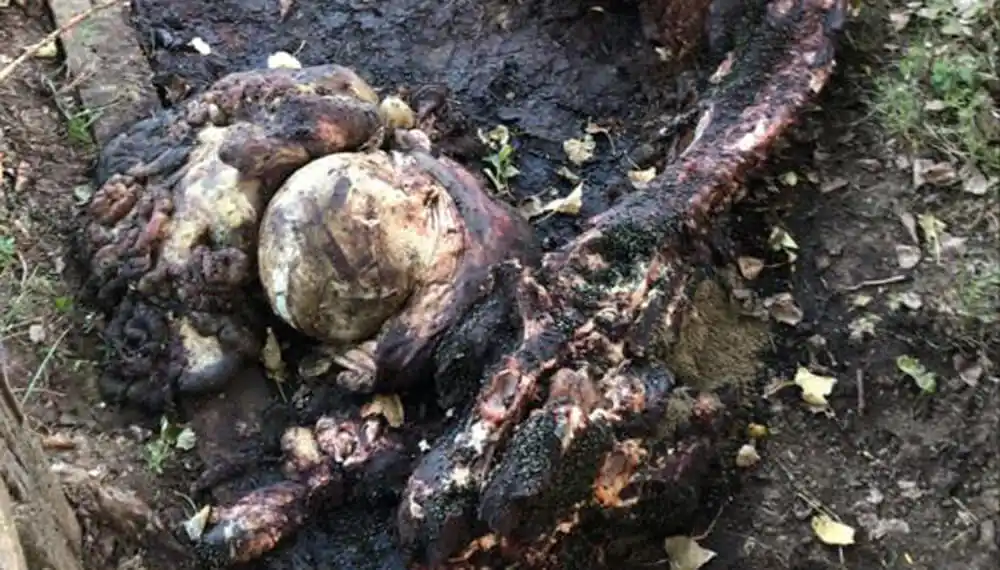 Entraron a su campo, carnearon una vaca y asfixiaron a otros 13 animales