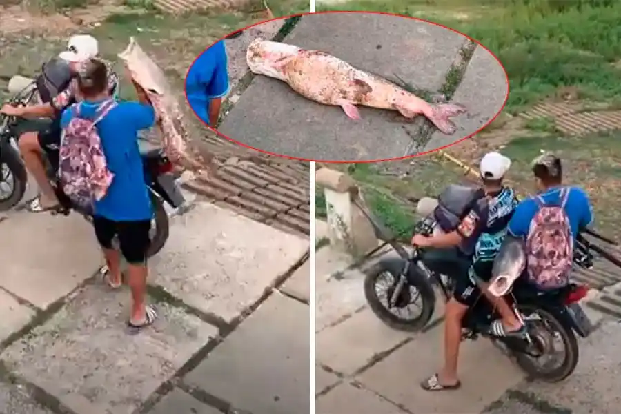 VIDEO | Pescaron un gran surubí en la Laguna Setúbal y, como si nada, se lo llevaron en moto