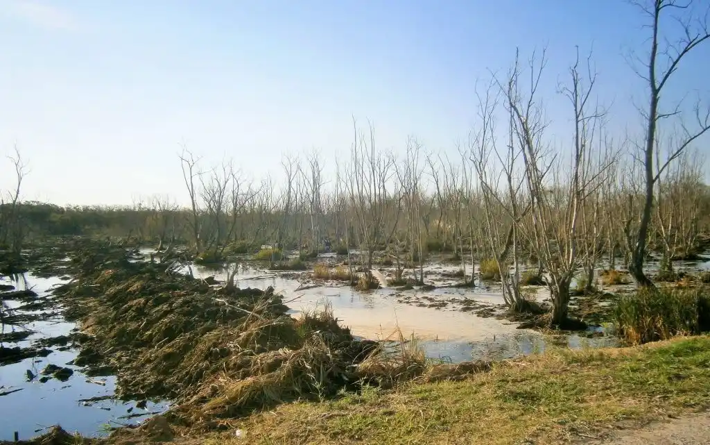 Berazategui: Convocan a caminata por bosques de Hudson en defensa del medioambiente