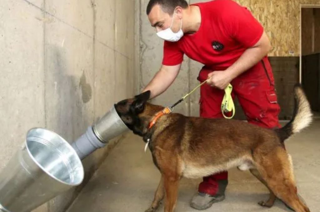 La UBA entrena perros para que detecten coronavirus