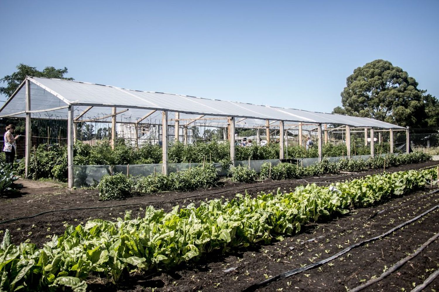 La Utep-Evita realizará una nueva venta al público de verduras agroecológicas