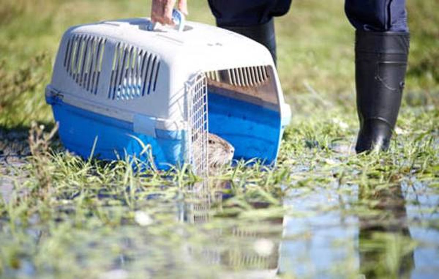 Entre Ríos: 17 animales que estaban  en un zoológico fueron liberados en un santuario natural