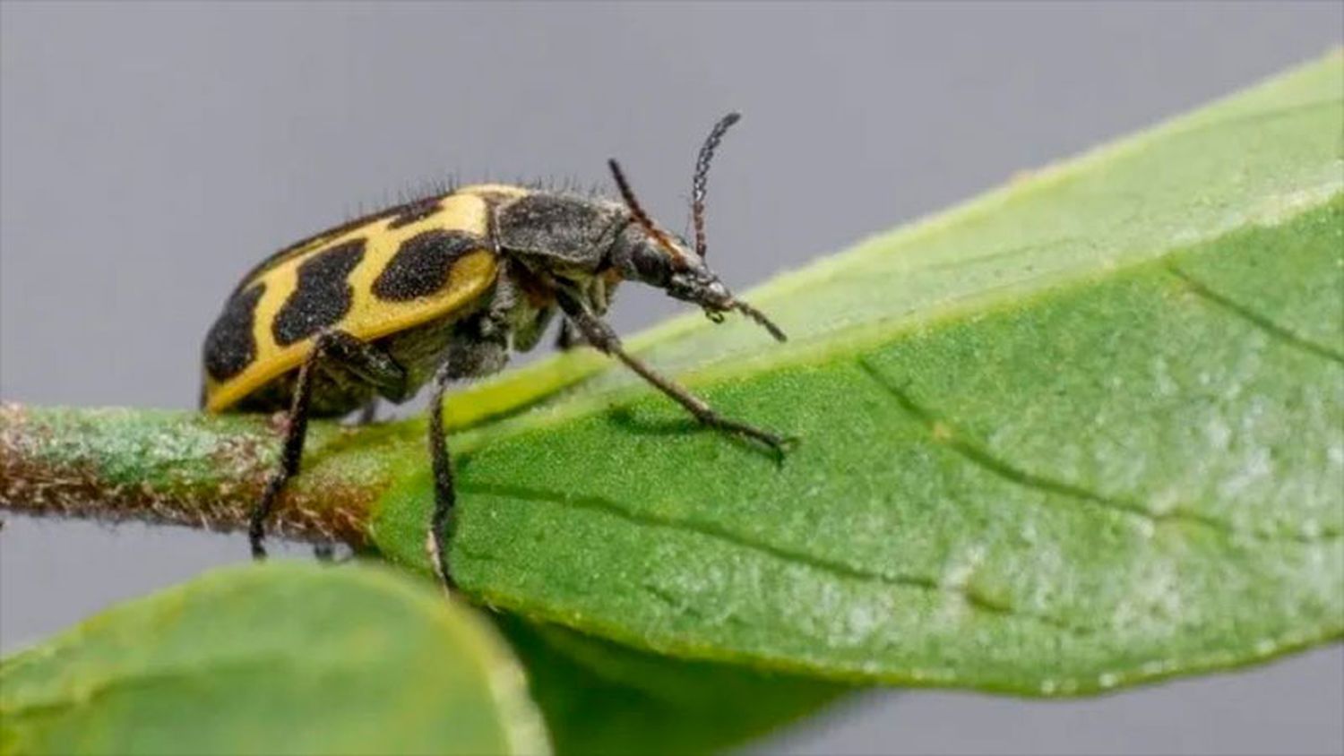 Alerta sanitaria por un insecto que puede ser mortal para bovinos y equinos