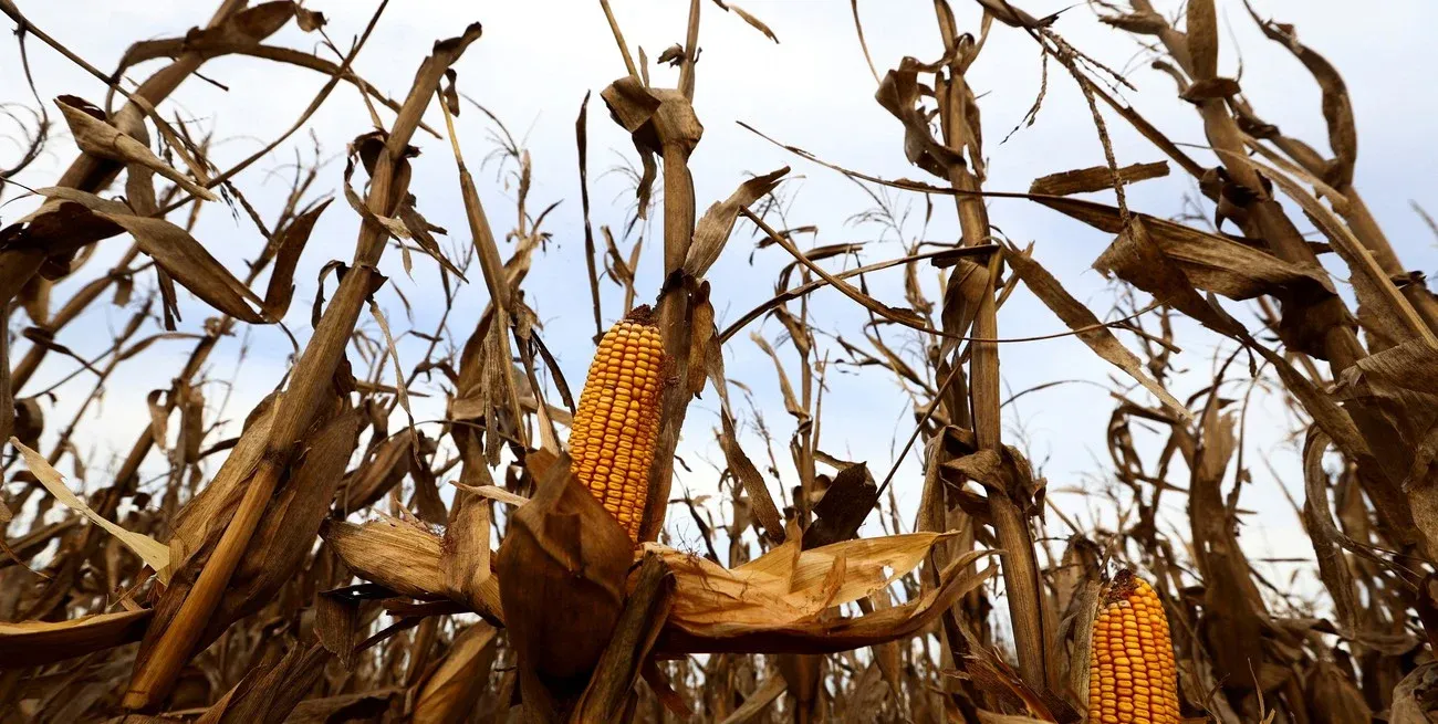 En la región núcleo, el maíz temprano pisa el acelerador: se sumaron 400.000 hectáreas en los útlimos 7 días y el avance ya alcanza el 63%. Restan para terminar 750.000 hectáreas.