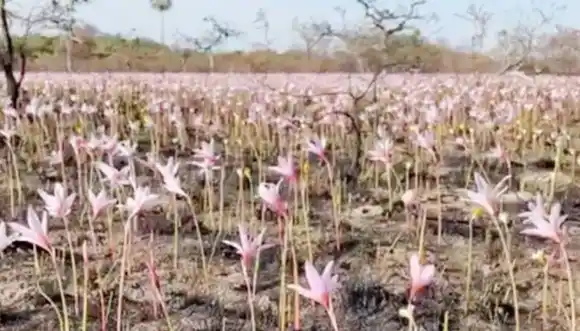Renace el  Iberá: después  de las lluvias  brotaron flores entre las cenizas