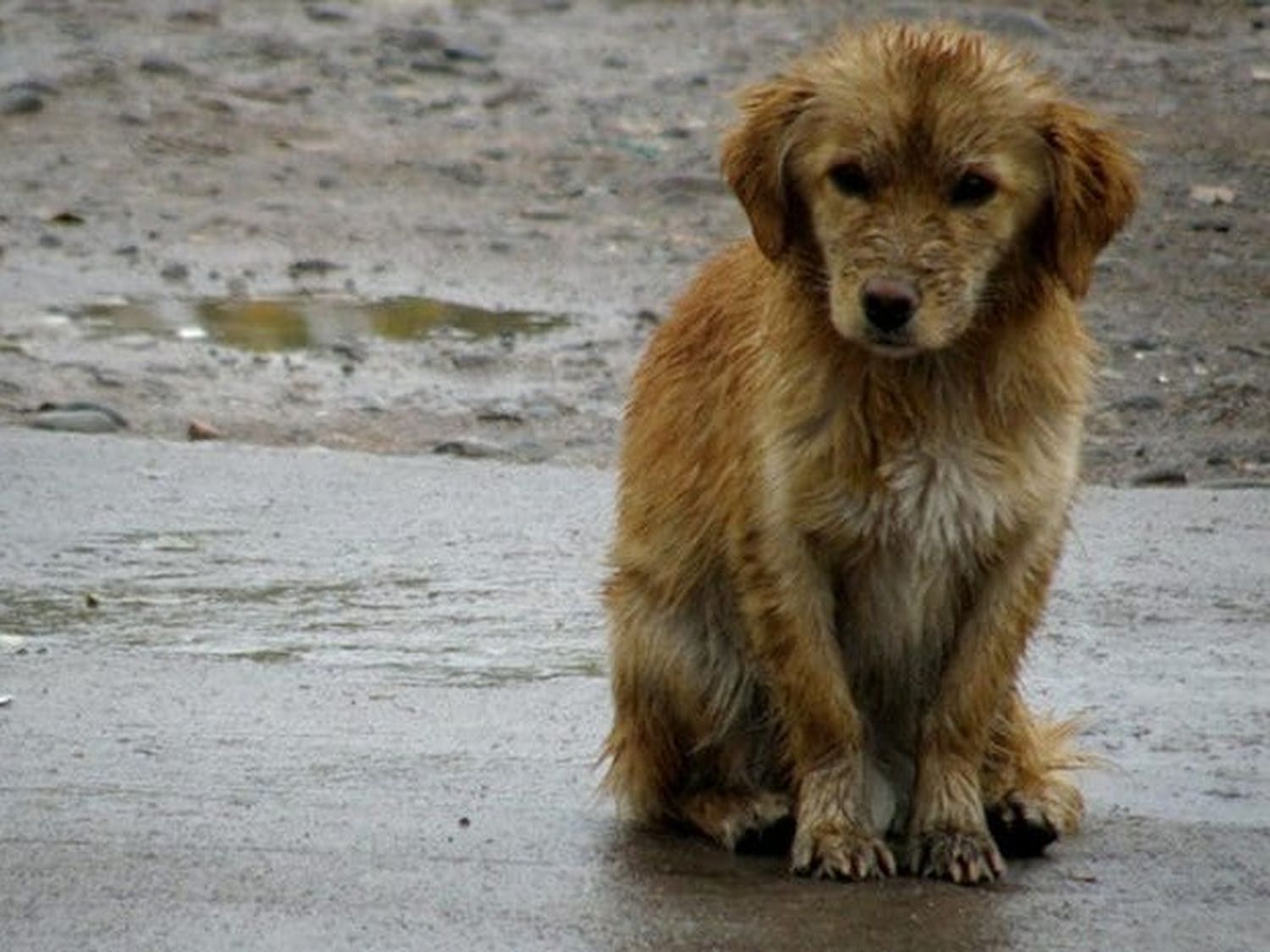 "Hay entre 50 y 60 mil perros en situación de calle en Mar del Plata"