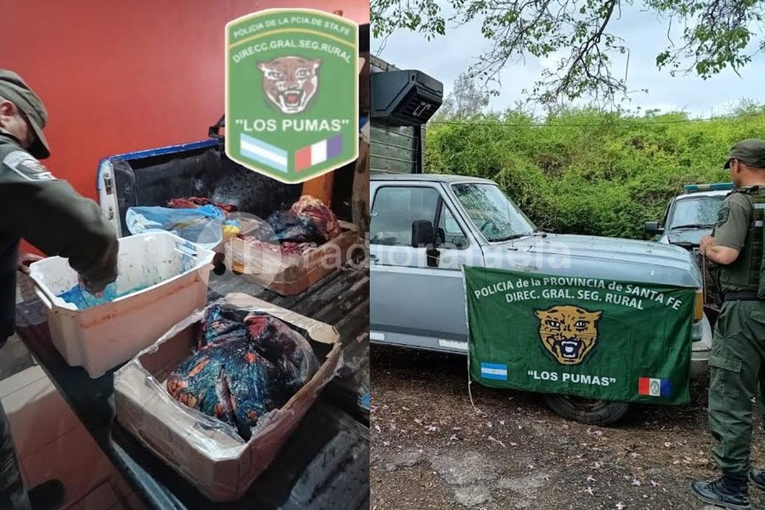 Hay cinco detenidos por abigeato y más de 300 Kilogramos de carne incautada por faena clandestina