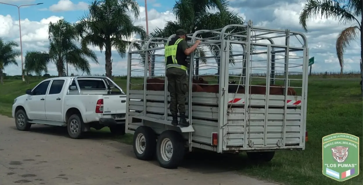 Detectaron una ternera con marca superpuesta durante un control en Ruta Provincial N°40