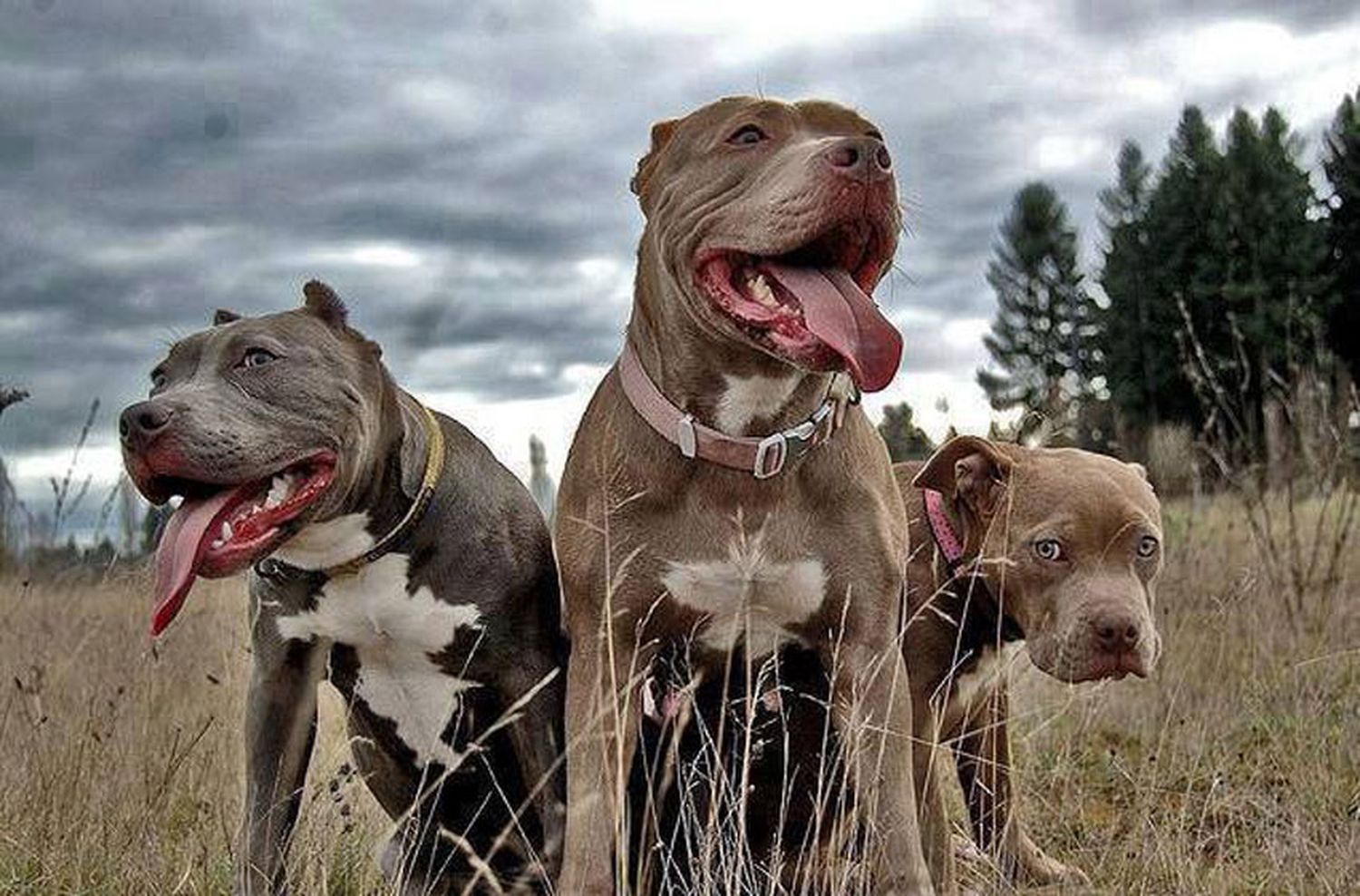 Quieren saber la cantidad de “perros potencialmente peligrosos” registrados en Mar del Plata