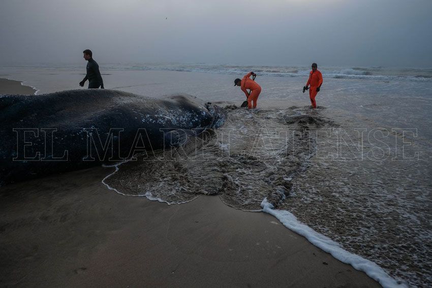 Se suspendió el operativo para trasladar a la ballena al basural