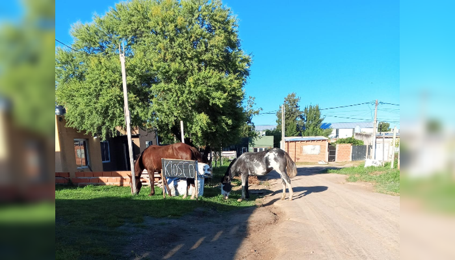Caballos sueltos en las 84 viviendas
