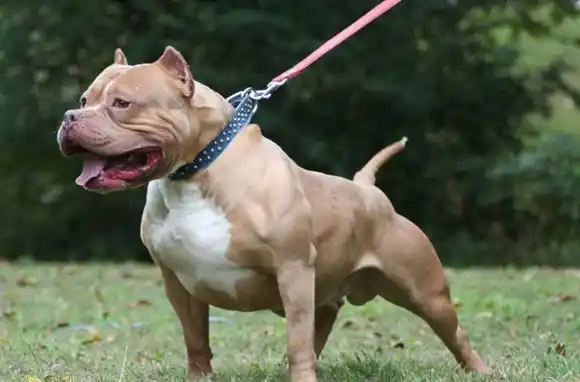 Una nena de dos años fue atacada por un pitbull y tendrá que ser operada