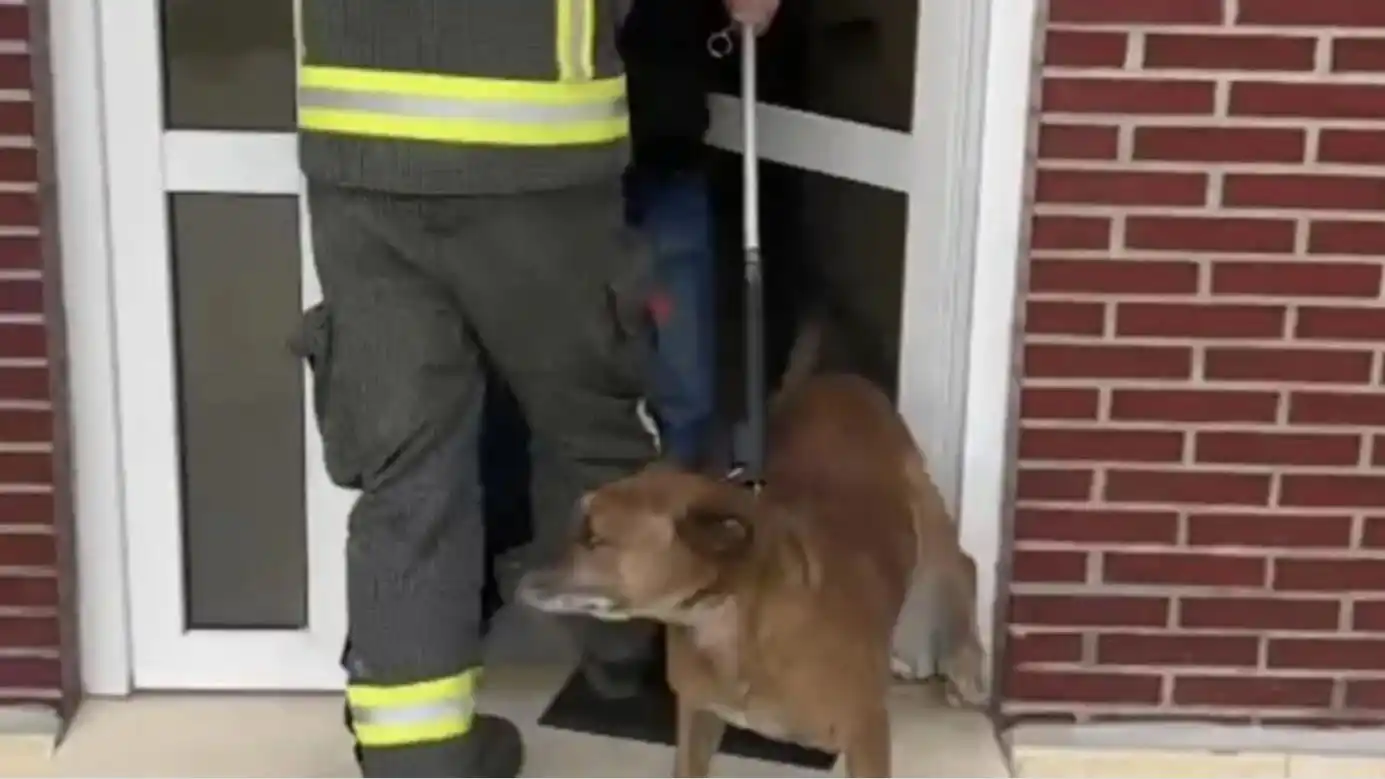 Emotivo rescate de un perrito que estuvo 17 días encerrado