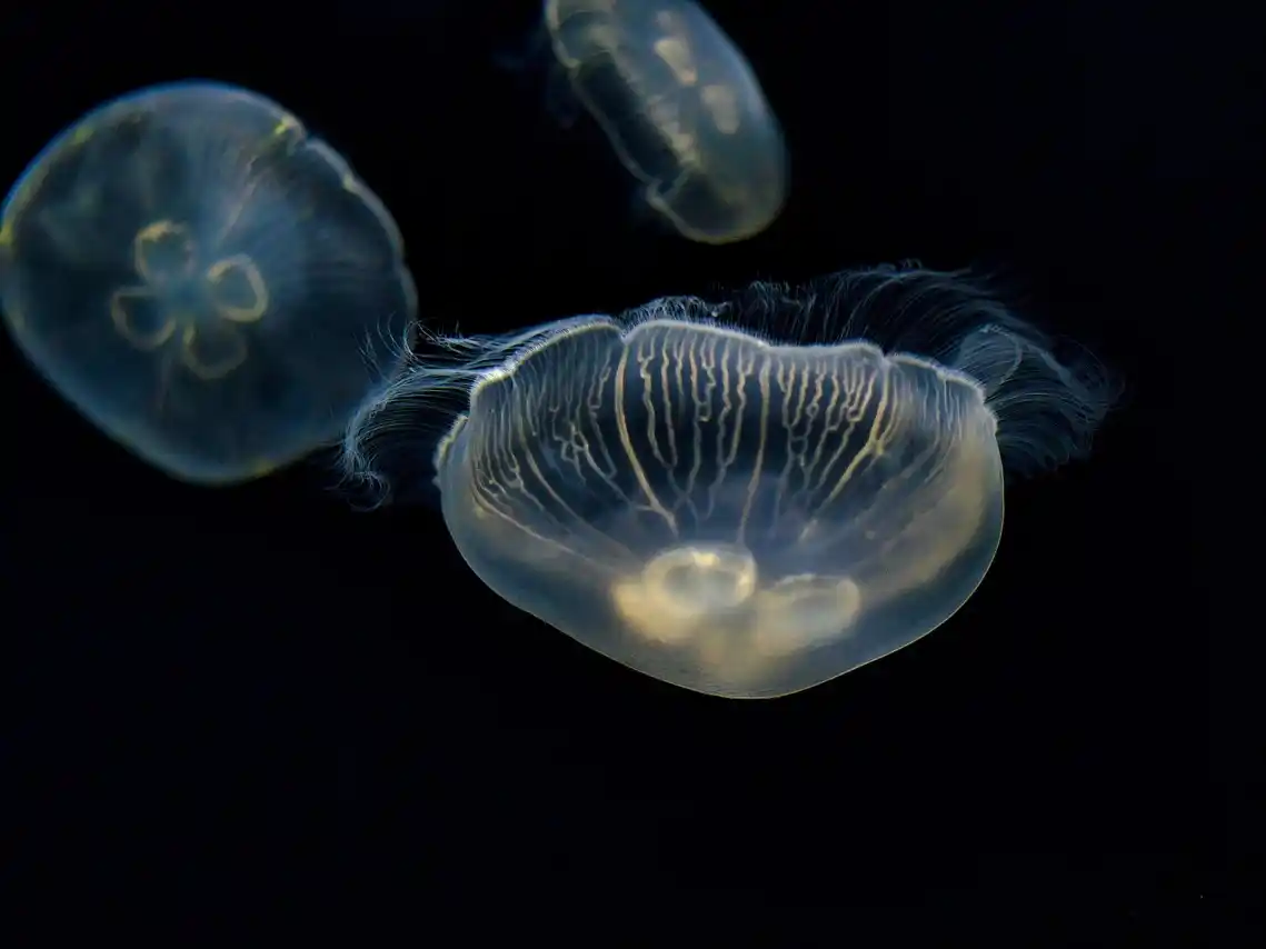 Aunque no lo parezca, las medusas duermen de forma similar a los humanos