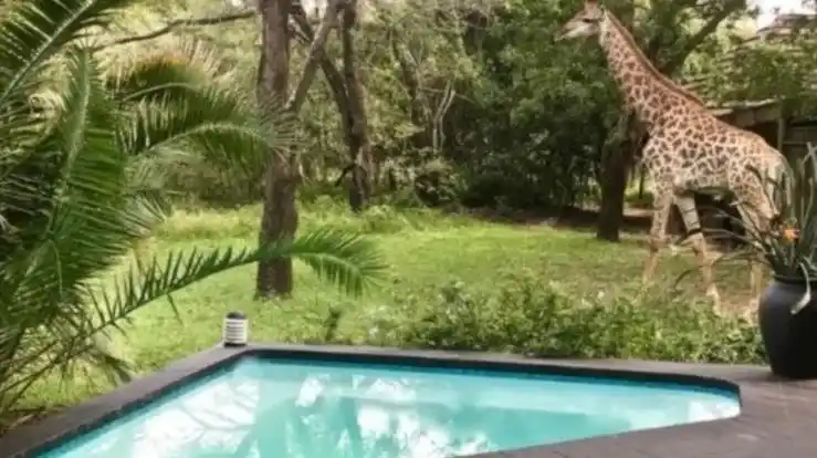 Una jirafa "pisoteó" y mató a una bebé en una reserva natural