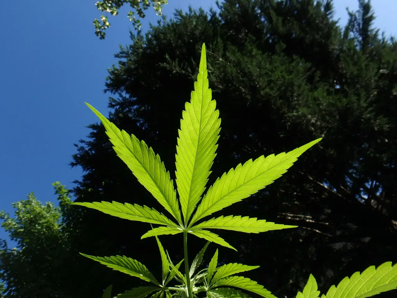Defensoría pide leyes para evitar persecución a consumidores de marihuana