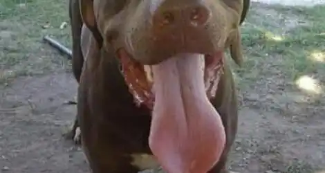 Buscan a Rocco